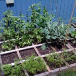 Here's the garden after a month and a half